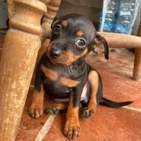 Disponibili cuccioli di Pinscher