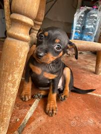 Disponibili cuccioli di Pinscher