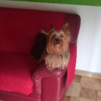 Cagnolino yorkshire terrier mini