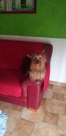 Cagnolino yorkshire terrier mini