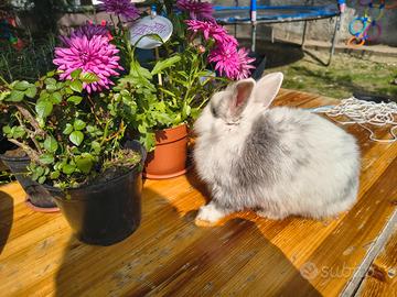 Coniglietto testa di leone 5 mesi cucciolo