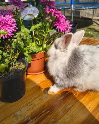 Coniglietto testa di leone 5 mesi cucciolo
