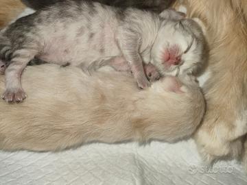 Cuccioli di persiano