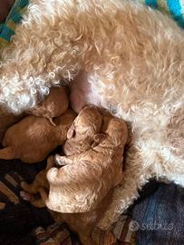 Cucciolata di barboncini purissimi