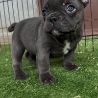 Bulldog francese Bouledogue Salerno