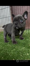 Bulldog francese Bouledogue Salerno