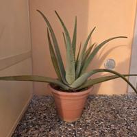 Piante di Aloe Vera – piccole e medie