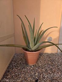 Piante di Aloe Vera – piccole e medie