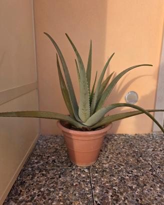 Piante di Aloe Vera – piccole e medie