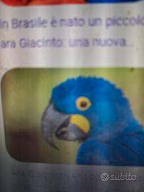 Ara Giacinto