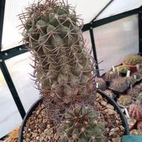 cactus copiapoa wagenknechtii 