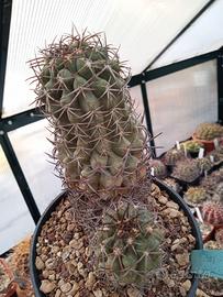 cactus copiapoa wagenknechtii 
