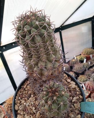 cactus copiapoa wagenknechtii 
