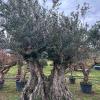 Piante di ulivo per il giardino