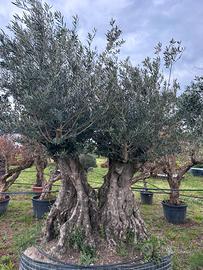 Piante di ulivo per il giardino