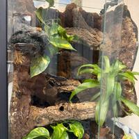 Terrario bioattivo geco