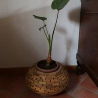 Vaso in legno