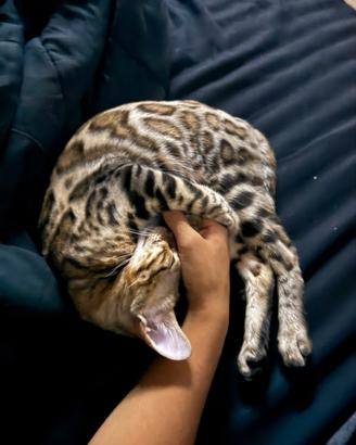 Gattini Bengala con pedigree,4 mesi, snow s./Brown