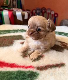 Cucciolo Chihuahua Mini Pedigree