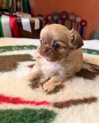 Cucciolo Chihuahua Mini Pedigree