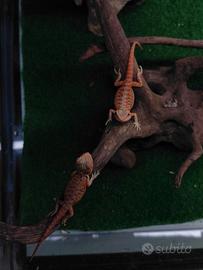 Pogona rossa drago barbuto K1 leatherback