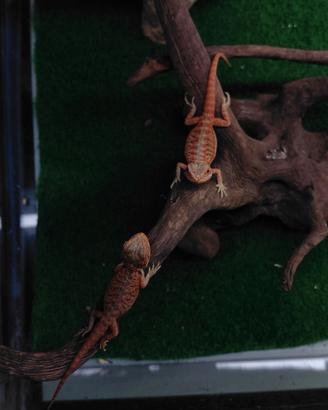 Pogona rossa drago barbuto K1 leatherback