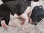 Immagine 4