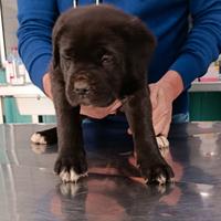 Cucciola di cane corso