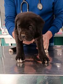 Cucciola di cane corso