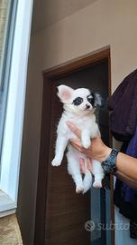 cuccioli di chihuhua pelo lungo e corto 