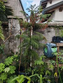 Pianta Cryptomeria japonica