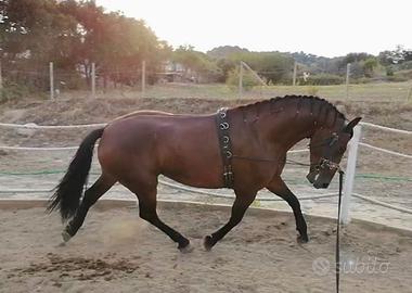 Cavallo