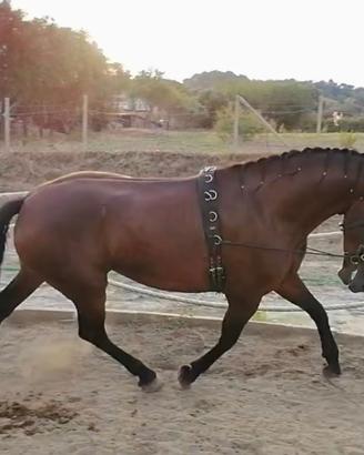 Cavallo