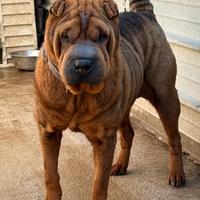 Sharpei