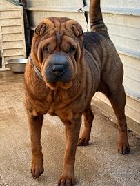 Sharpei