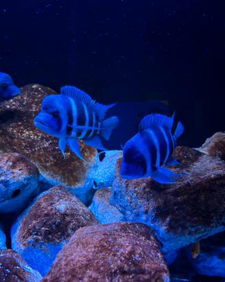 Frontosa