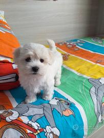 Maltese toy