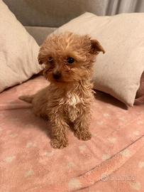 Cuccioli di Barboncino mini
