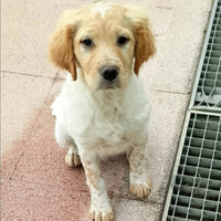 Cuccioli incrocio setter