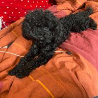 Barboncino nero toy alto 27 cm