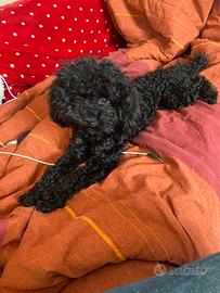 Barboncino nero toy alto 27 cm