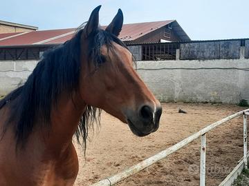 Cavalla