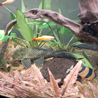 Plecostomus