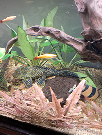 Plecostomus