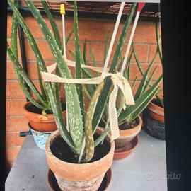 Aloe vera