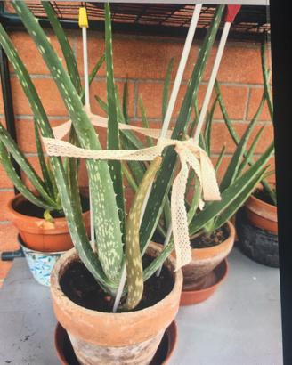 Aloe vera