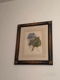 Stampa botanica