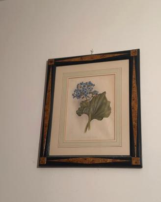 Stampa botanica
