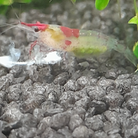 Neocaridine / gamberetti