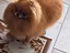 Immagine 2